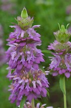 100 Seeds Monarda Citriodora Lemon Bee Balm Purple Horsemint  - £13.33 GBP