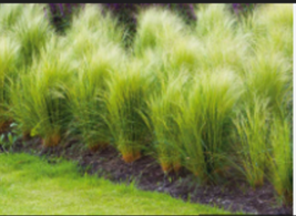 MEXICAN FEATHER GRASS  Ornamental 25  Seeds  - £7.85 GBP