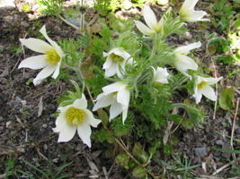 25 Seeds White Anemone Pulsatilla Vulgaris Purple Pasque Flower - £13.41 GBP