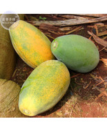 Yellow Papaya Yellow Skin Organic Fruit Seeds 6 Seeds Tasty Sweet Giant ... - €12,03 EUR Yellow Papaya Yellow Skin Organic Fruit Seeds 6 Seeds Tasty Sweet Giant ... - €12,03 EUR