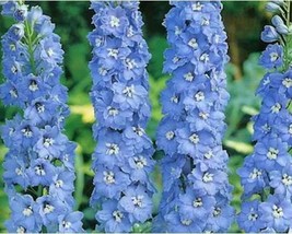 50+ Delphinium Giant Pacific Summer Skies Blue Flower Seeds A498 Fresh - £8.26 GBP