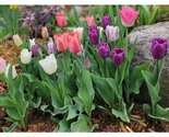 Tulip Plant, Multicolor Mix, Perennial Pack, Outdoor Floral Plants, Gard... - $6.00