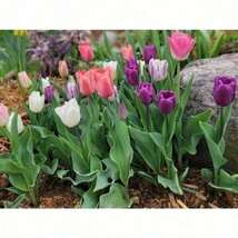 Tulip Plant, Multicolor Mix, Perennial Pack, Outdoor Floral Plants, Gard... - $6.00