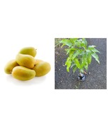 Large Grafted Mango Ataulfo Live Tropical Fruit Tree Grafted - $235.23 CAD