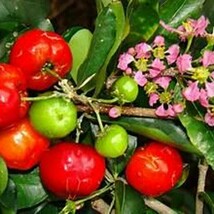 Fresh Barbados Cherry Malpighia Emarginata Small Well Rooted Starter Plant USA F - £27.10 GBP