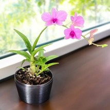 15 Seeds Dendrobium Orchid Flowers Fast US Shipping - $9.50