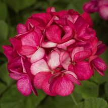 US Seller 15 Film Coated Maverick Violet Picotee Geranium Seeds Fast Shipping - $23.00