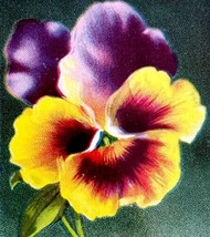 Happy Birthday Greeting Postcard 1910 Pansies Flowers Purple Yellow PCBG3D - $14.99