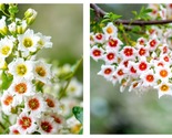 10 Seed YELLOWHORN TREE Xanthoceras Sorbifolium White Yellow Red Fragran... - £25.11 GBP