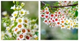 10 Seed YELLOWHORN TREE Xanthoceras Sorbifolium White Yellow Red Fragrant Flower - £25.43 GBP