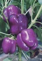 50 Purple Beauty Bell Pepper Seeds Non Gmo Fresh Harvest For 2024 GardensFrom US - £6.45 GBP