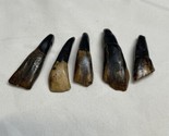 Vintage Lot of 5 Donkey Teeth Native American Jewelry Making Southwester... - $14.85