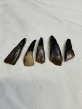 Vintage Lot of 5 Donkey Teeth Native American Jewelry Making Southwester... - £11.66 GBP