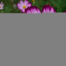 Cosmos Candy Stripe Florist Choice Cosmos Bipinnatus Cutting Fast Grow Drought T - £6.72 GBP