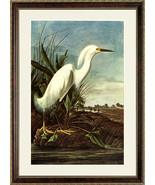 Snowy Heron Audubon Art Poster Print Framed 20x25 - $112.00