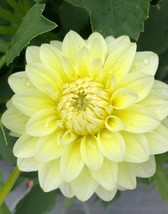 30 Dahlia Pompon Dahlia Tuber Seeds Bw91059-28 Garden - £10.44 GBP