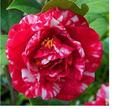 Best-Selling!GGG 50 Pieces/BagCamellia Bonsai Camellia Flowers Plants 24kinds Co - £5.28 GBP