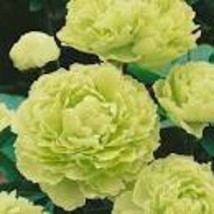 5 Light Green Peony Tree Flower Seeds ball type big blooms garden plants... - $93.85 MXN