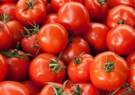 Bush early girl ybrid tomato seeds 15 seeds  - £9.25 GBP