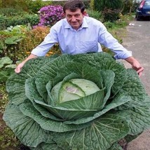 GIB 50 Seeds Easy To Grow Kentucky Cabbage Flat Top Seeds Food Unique - £7.04 GBP
