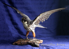 Falco Subbuteo Eurasian Hobby Real Bird Of Prey Falcon Taxidermy Mount S... - £702.63 GBP