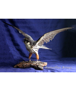 Falco Subbuteo Eurasian Hobby Real Bird Of Prey Falcon Taxidermy Mount S... - £702.63 GBP