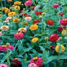 USA SELLER Zinnia Seeds Button Box Mix 250 Flower Seeds Dwarf Zinnia - £14.21 GBP