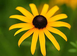 Shipped From Us 4000+BLACK Eyed Susan Flower Seeds, CB08 - £13.54 GBP