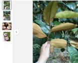 pick Onz Leaves Caimito Chrysophyllum Cainito. not the fruit, Free Shipping - $17.07+