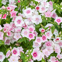 HS  100+ Blushing Bride Phlox Seeds For Garden Planting - USA  - $6.92