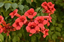 25 Seeds Red Trumpet Creeper Vine Step-by-step guide included with quality  - $15.48