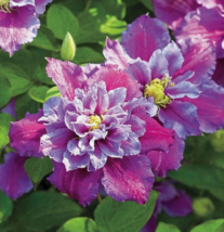 25 Pc Seeds Pink Purple Clematis Flower Perennial Clematis Seeds for Planting RK - £12.61 GBP