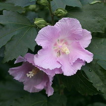 Live Plant Flower Pollypetite Rose of Sharon Hibiscus 4&quot; Pot Proven Winners - $69.99