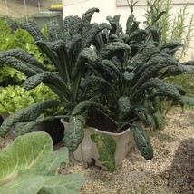 KALE NERO DI TOSCANA, 300 SEEDS R - $267.26 MXN