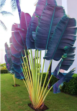 100 Pcs/Bag Purple Travelers Palm Flores Bonsai seeds