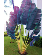100 Pcs/Bag Purple Travelers Palm Flores Bonsai seeds - £9.50 GBP
