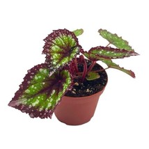 Begonia Rex, Fireworks, 4 inch Pot, Unique Homegrown Exclusive - £11.76 GBP
