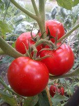 15 Seeds Old Brooks Tomato Heirloom Seeds Swift Planting Instant Joy - $11.00