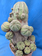 VP Euphorbia Obesa Offsetting Clone! Very Limited! Lots Of Offsets! 3&quot; Pot Size  - £28.03 GBP