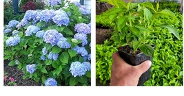 Nikko Blue Mophead Hydrangea - Live Plant - ( 1 QT ) Gardening - £36.87 GBP
