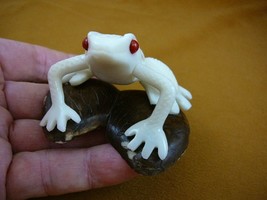 (tne-frog-395c) Red eyed Tree FROG TAGUA NUT Figurine Carving Vegetable ... - $29.44