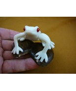 (tne-frog-395c) Red eyed Tree FROG TAGUA NUT Figurine Carving Vegetable ... - £23.31 GBP