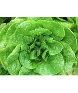 600 Butter Crunch Lettuce Seeds- NON GMO -Organic - £2.27 GBP