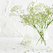 500 BABY&#39;S BREATH SEEDS White Flowers Gypsophila Elegans Drought Tolerant  - £3.58 GBP