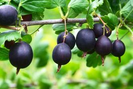 Jostaberry SEEDS (Ribes nigrum x gooseberry R. uva-crispa.) - $137.42 MXN+