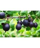 Jostaberry SEEDS (Ribes nigrum x gooseberry R. uva-crispa.) - $135.37 MXN+