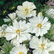 PPA 200+ Psyche White Cosmos Seeds For Garden Planting - USA  - $7.12