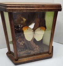 80s Boho Taxidermy Butterfly Terrarium Mirrored Wood Display Case - £34.66 GBP