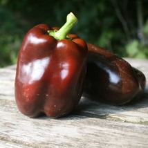 KKG Chocolate Bell Productive Crisp Texture Fresh Garden - $7.89