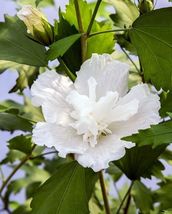 4&quot; Pot Hibiscus Pillars Whites Roses Of Sharon Easy To Grows Outdoors Li... - £53.40 GBP